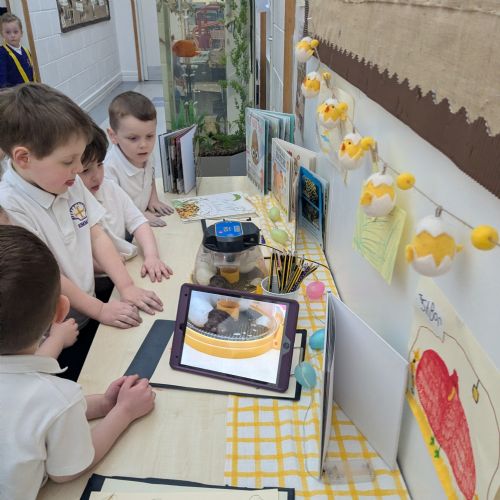 EYFS Live Duck Eggs!