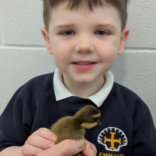Holding the Ducklings