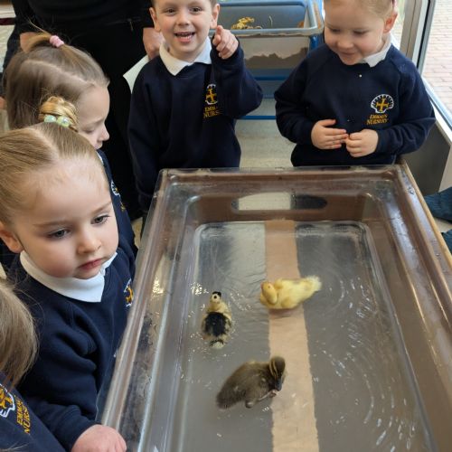 The Ducklings Swimming