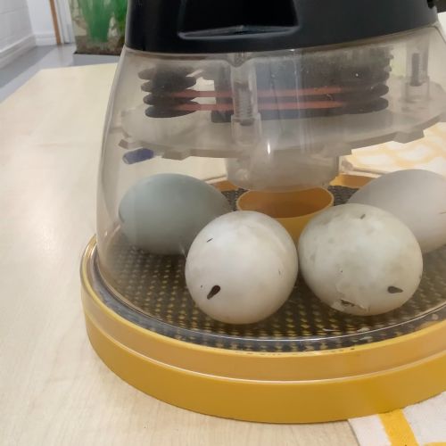 An egg-citing delivery!