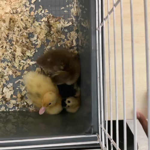 Moving into the Duckling Hotel!