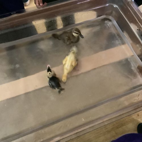 Splish Splash! Ducklings Go Swimming...