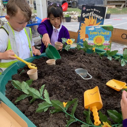 Spreading Sunshine with Sunflower Seeds
