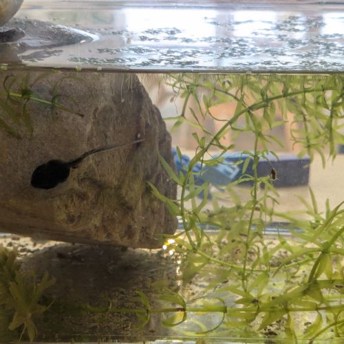 The Nursery Tadpoles Become Frogs!
