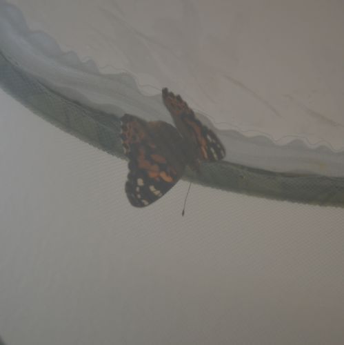 Live Caterpillars